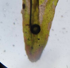 Schistidium agassizii