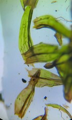 Schistidium agassizii