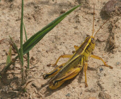 Melanoplus bivittatus