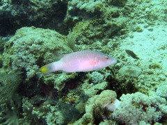 Oxycheilinus digramma