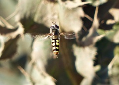Austroscaeva occidentalis