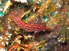 Oxycirrhites typus