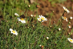 Argyranthemum frutescens