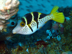 Paraluteres prionurus