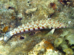 Parapercis millepunctata