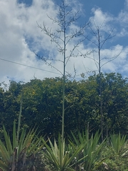Furcraea