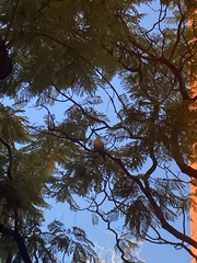 Streptopelia decaocto