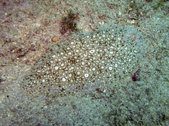 Pardachirus pavoninus