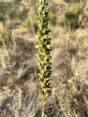 Brachystele unilateralis