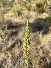 Brachystele unilateralis