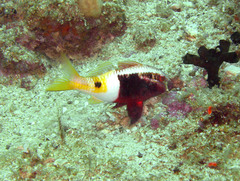 Parupeneus barberinoides