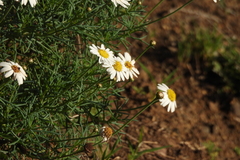 Argyranthemum frutescens