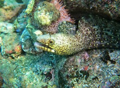 Muraena lentiginosa