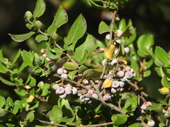 Azara integrifolia