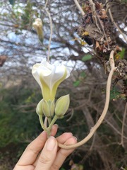 Ipomoea praecana