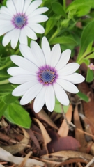 Dimorphotheca fruticosa