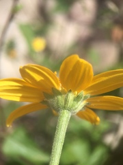 Heliopsis anomala