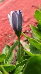 Dimorphotheca fruticosa