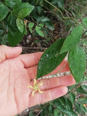 Echites tuxtlensis