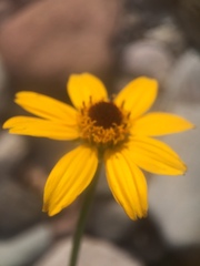Heliopsis anomala