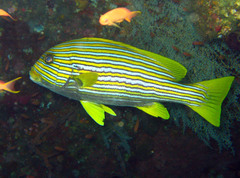 Plectorhinchus polytaenia