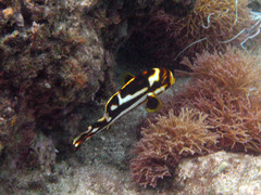 Plectorhinchus polytaenia