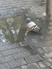 Columba livia domestica