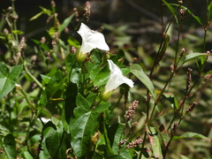 Calystegia sepium