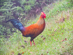 Gallus lafayettii