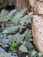 Myriopteris lindheimeri