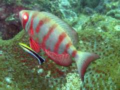 Priacanthus blochii