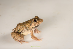 Fejervarya orissaensis