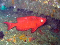 Priacanthus hamrur