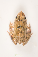 Fejervarya orissaensis