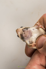 Fejervarya orissaensis