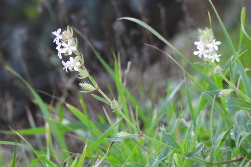 Silene gallica image