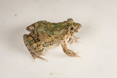 Fejervarya orissaensis