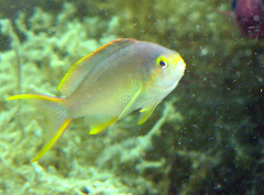 Pseudanthias huchtii