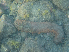 Holothuria arguinensis