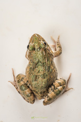 Fejervarya orissaensis