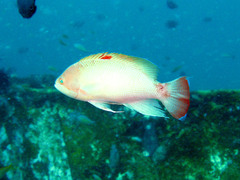 Pseudanthias hypselosoma