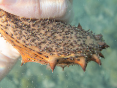 Holothuria arguinensis