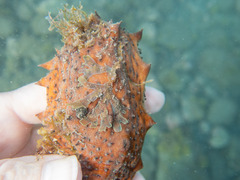 Holothuria arguinensis