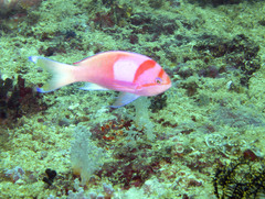 Pseudanthias pleurotaenia