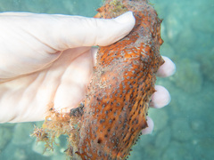Holothuria arguinensis