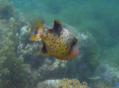 Pseudobalistes flavimarginatus