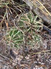Hamatocactus setispinus