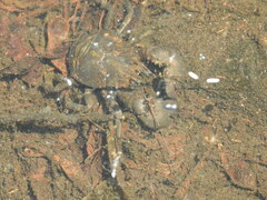 Aegla concepcionensis