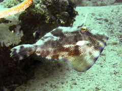 Pseudomonacanthus macrurus