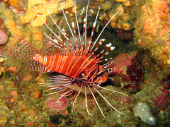Pterois antennata